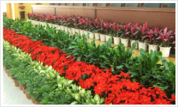 鲜花-08.jpg